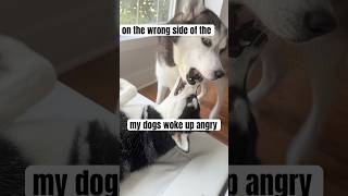 My dogs woke up angry… listen to this
