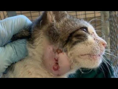 Removing A Huge Bot Fly From Poor Cat #615