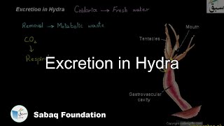 Excretion in Hydra