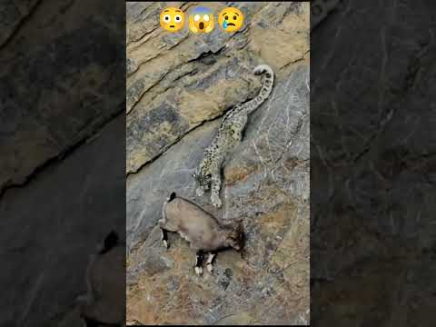 #my #animal बकरी का बच्चा शेर से जान बचाते हुए देखे सब्सक्राइब जरूर करें दोस्तों 😢🐯🐯🦙🦙🦙