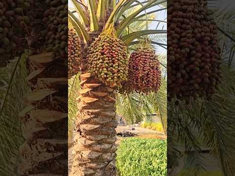 Bukan di arab perkebunan kurma ini di asia termasuk indonesia #kurma #kebunkurma