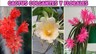 Cactus Colgantes con Bellas Flores para Decorar tu Hogar