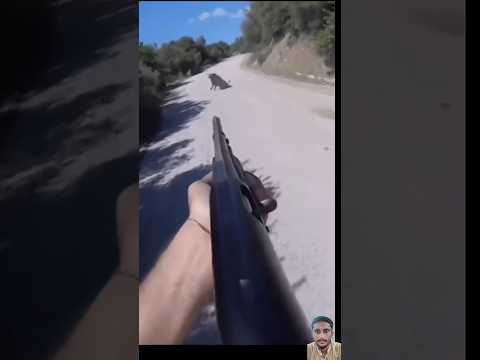 magnifique cliché de sanglier #chasse #hunting #wildboar