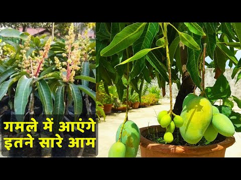 छत पर गमले में आएंगे इतने सारे आम | Fertilizer for Mango Plant | How To Grow Mango Plant In Pot