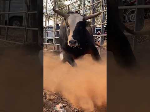 Touro "SAI DO EIXO" da Cia JK BUCKING BULLS #shorts #bull #rodeo #rodeio
