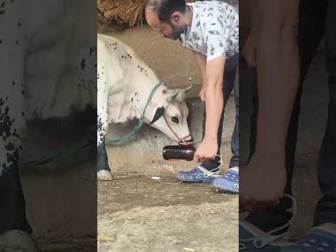 intravenous canulation in jugular vein of a cow