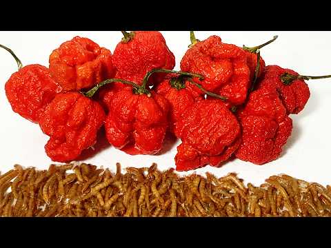 Amount of Carolina Reapers that would kill a HORSE