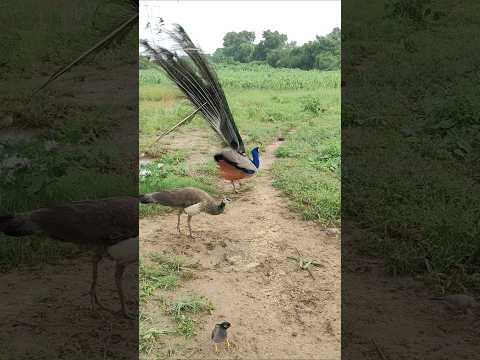 peafoul peacock saund peacock #song #peacock #lifeisbutadream #danceperformance #birds