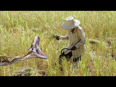 Inédito: Cobra gigante devora homem