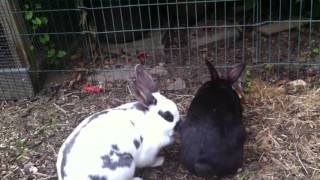 Crazy Mouse steals carrot from rabbits