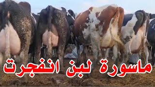 لو عندك بقره واحده من دول يبقي لازم تخلي عربية اللبن تعدي عليك اول انفجار ماسورة لبن في سوق البهايم 