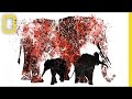Connecting with the Wild: Conservation Efforts and Challenges