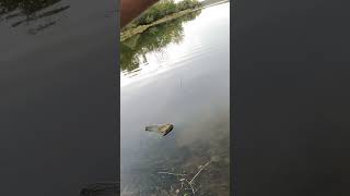 PESCA GIGANTE