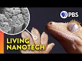 Gecko Gripping Abilities and Nanotechnology