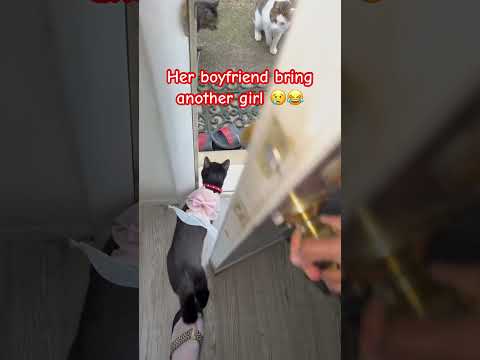 The betrayal 😢😭🤣😂#lovestory #cat #catlover #viral #funny