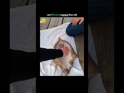 স্টিংরেদের কাতুকুতু দিলে কি হয় 😱|| #viralshort #trending