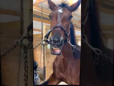 The Secret Behind Horses Chewing On Wooden Fences