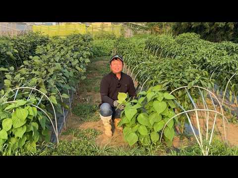 猛暑に強く食べきれないほど収穫できる葉物野菜！肥料と剪定も必要なし！【エゴマ栽培】25/7/15