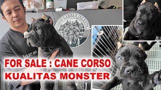 Jual Cane Corso Puppy Kualitas Monster