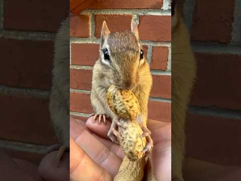 Chippy is singing with thick peanut! ππΏ