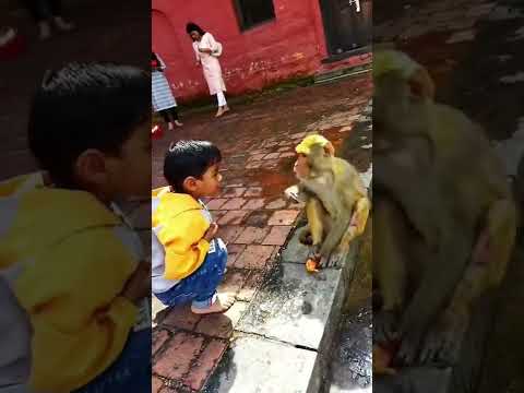 monkey attitude