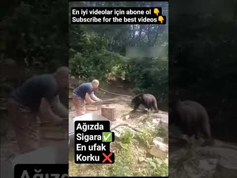 MAN VS BEAR #animals #nature #youtubeshorts #shorts #short #fyp #subscribe #youtuber #like #love