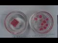 Surface Area to Volume Ratio in Cells