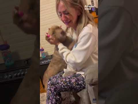 See lost dog's sweet reunion with owner after 5 months apart