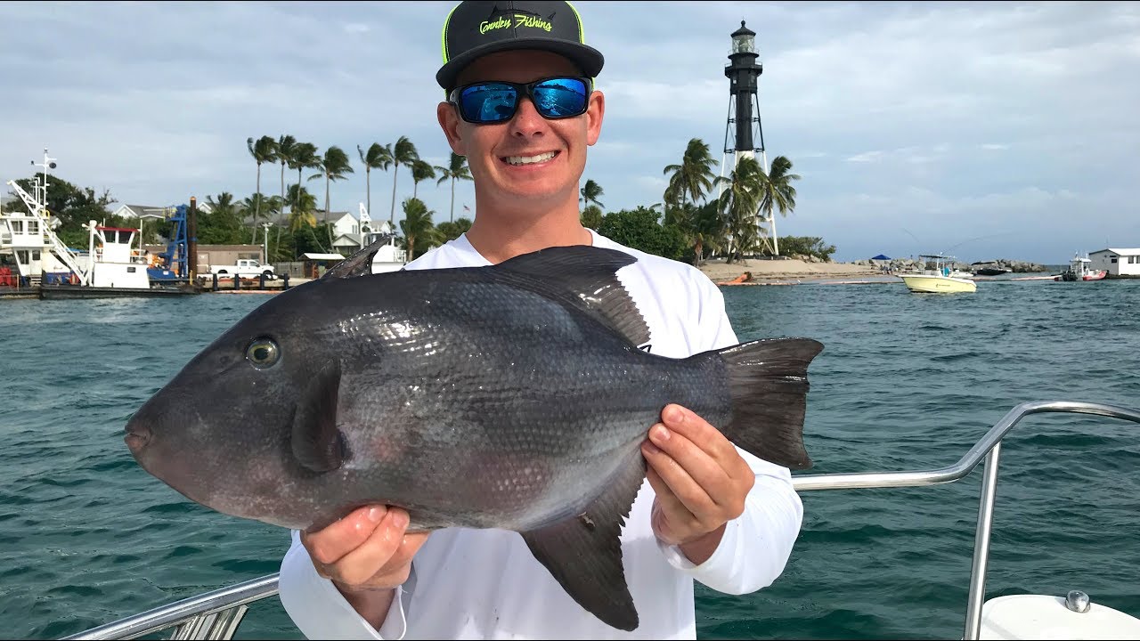 Fish with LEATHER Skin. Catch Clean Cook -Ocean Tally (Triggerfish Ceviche)