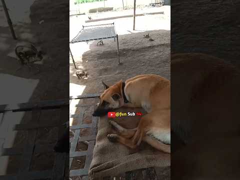 khubsurat 😍//fun sub//#trending #funny #dog #labrador #shorts