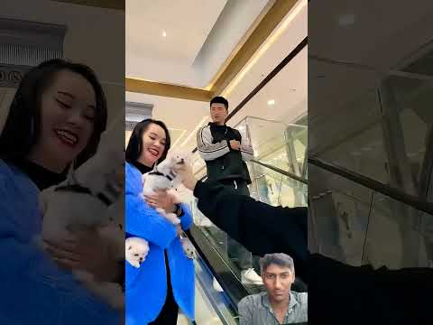 #cute #puppy #cutebaby #cutecat #viralvideo #viralshort #viral #youtubeshorts #trendingshorts
