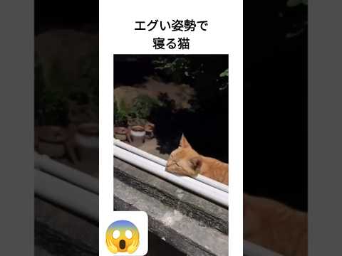 エグい姿勢で寝る猫