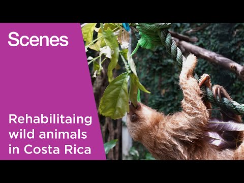 YouTube video thumbnail: Watch: The Wildlife Sanctuary Rescuing Animals in Costa Rica