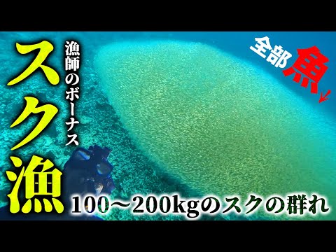 1日で100万円以上!?年に数日しかない超貴重な「スク漁」で一攫千金を狙え！