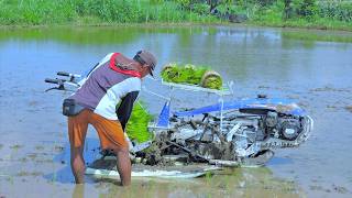 Innovation in the Fields: The Rice Transplanter in Action, Planting Seedlings with Precision