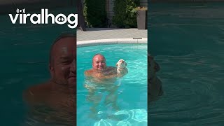 Little Dog Paddles While Held in Pool || ViralHog