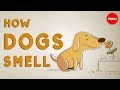 Understanding a Dog's Sense of Smell