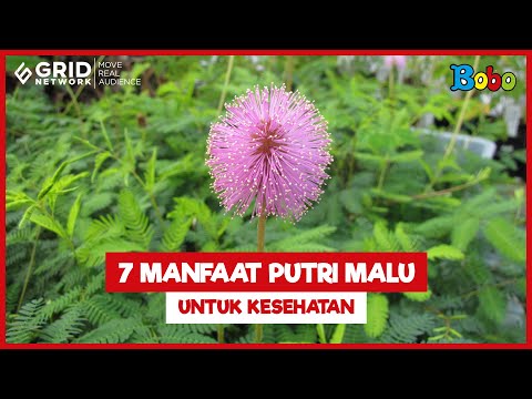 Fakta Menarik Tanaman Putri Malu, Manfaatnya untuk Kesehatan