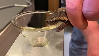 Princess habu venom extractions. These are beautiful little snakes! Ovophis okinavensis