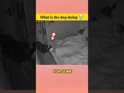 what is the dog doing ? #shorts