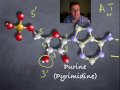 Nucleotide Structure and Function