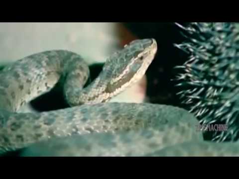 Porcupine, Mongoose vs Lizard  Fighting  Snake