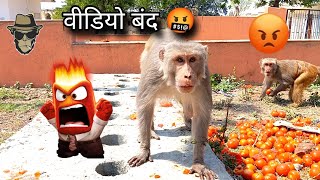 Bandar Bandaria's Tomato Party 🥳 🤣😂😆 #monkeyvideo बंदर बंदरिया की टमाटर वाली पार्टी 🤣🍑🍅🍓🍒🍎🍉 #monkey