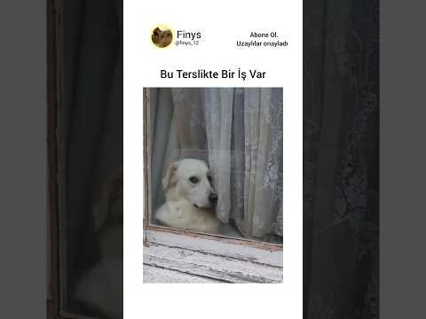 Bu Terslikte Bir İş Var #keşfetbeniöneçıkar #keşfet #keşfetteyiz #mizah #komikvideolar