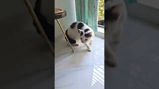 প্রথমবারের মতো মাথিনের সাথে জামাই মুখোমুখি 🤣