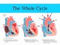 Understanding the Heart and Cardiac Cycle