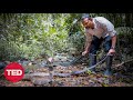 King Cobras: Behavior and Conservation