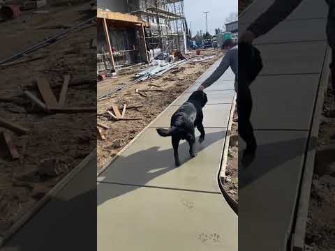 Dog put his foot prints | mind voice tamil#shorts