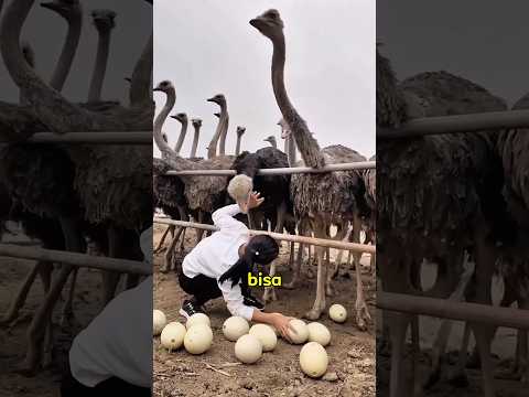 Cara Cerdas Panen Telur Burung Unta #shorts