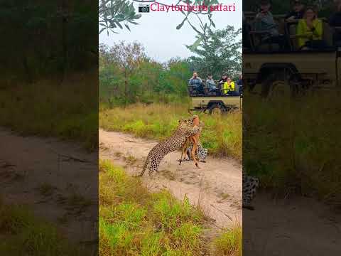 Lepoard hunt down Impala